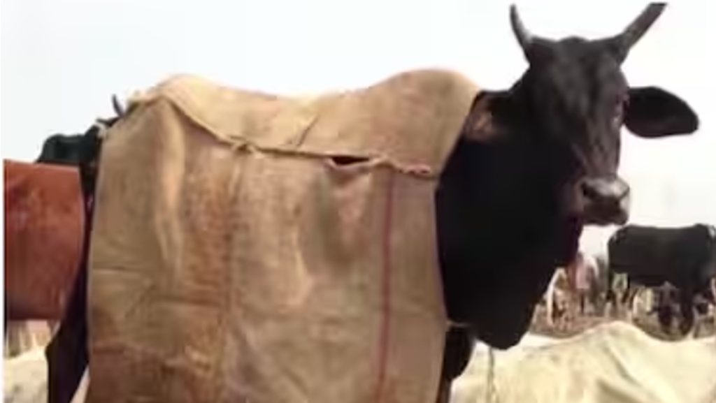 protect cow in winter ndri dairynews7x7