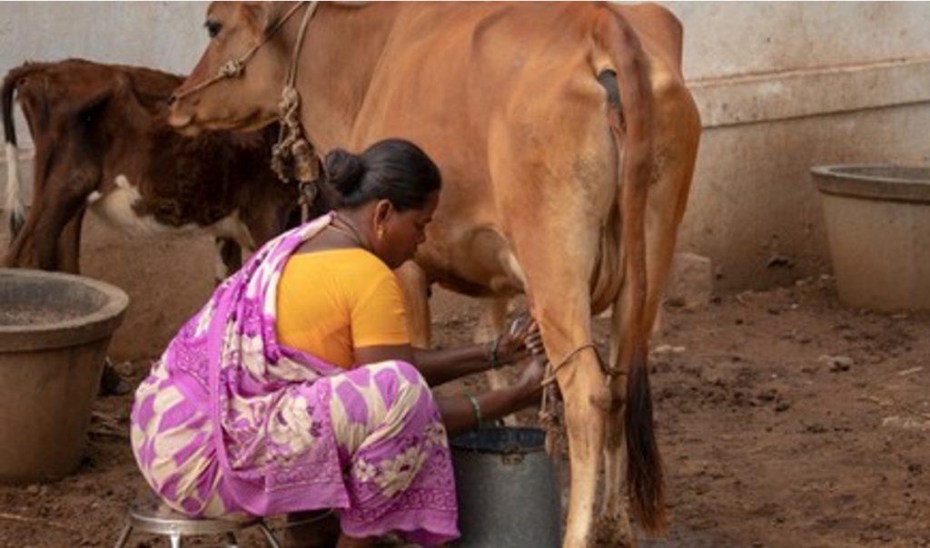 telangana woman dairy farmer dairynews7x7