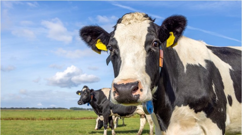 India UK deal threat farmers dairynews7x7