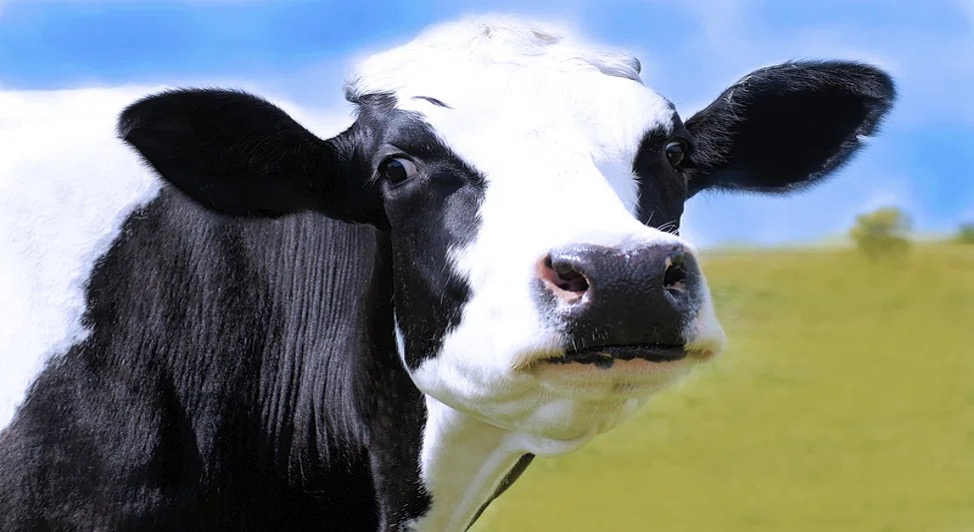 NY dairy research funding push dairynews7x7