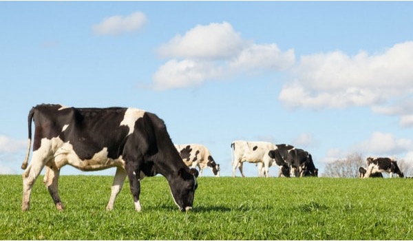 australian cows lactation longevity dairynews7x7