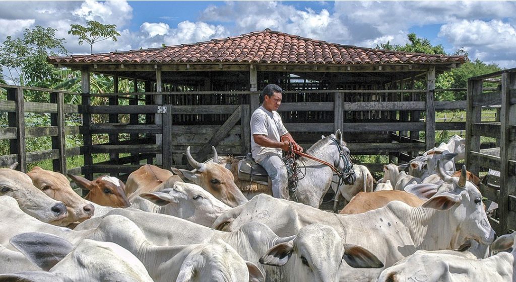 brazil milk output rise dairynews7x7