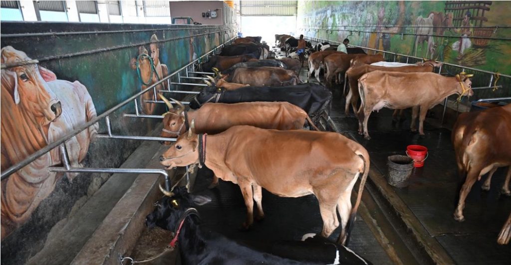 chennai corporation farm milk dairynews7x7