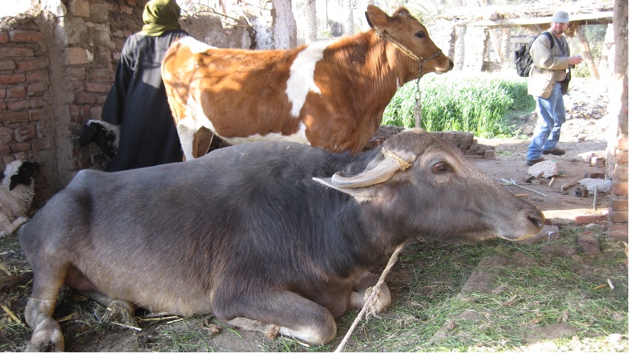 cow intelligenece buffalo laziness dairynews7x7
