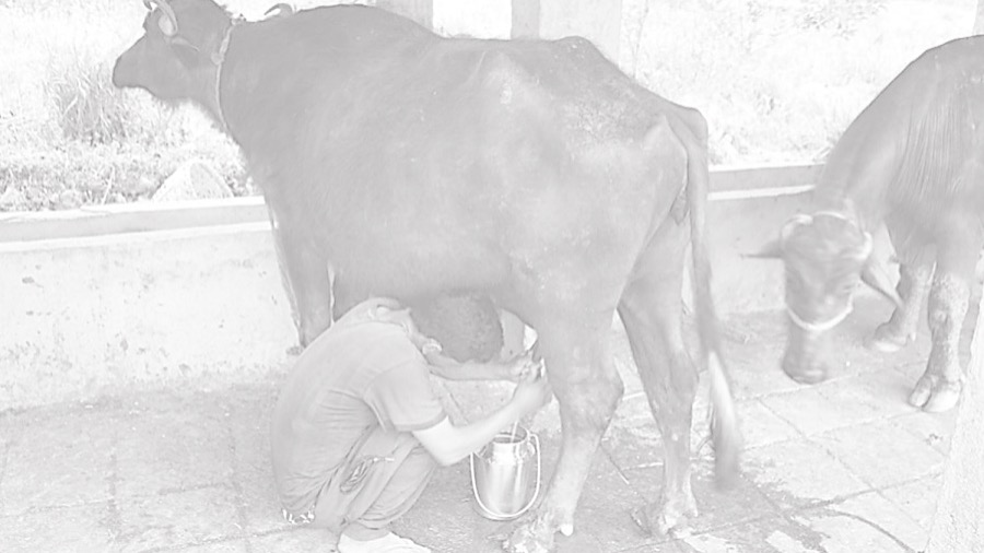 ddc clears dues dasirynews7x7