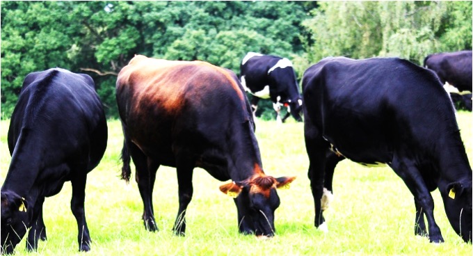 genomic test cows dairynews7x7