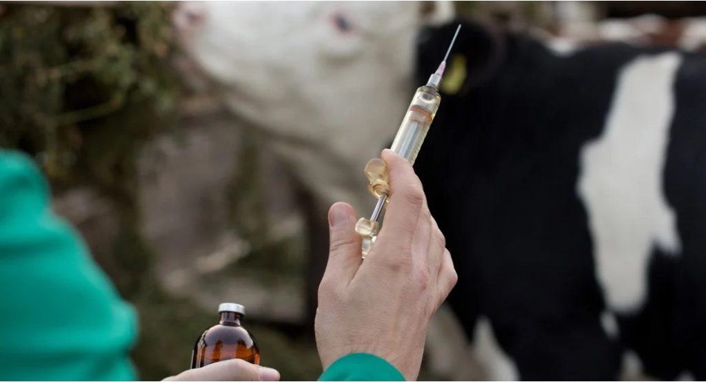 moonshot vaccine to reduce methane dairynews7x7
