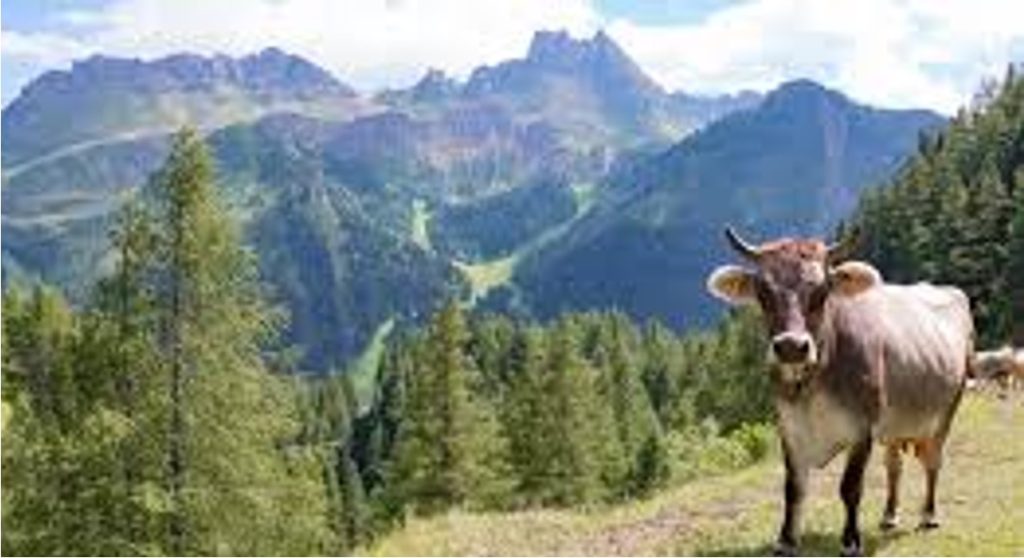 dairy tops tourism in NZ dairynews7x7