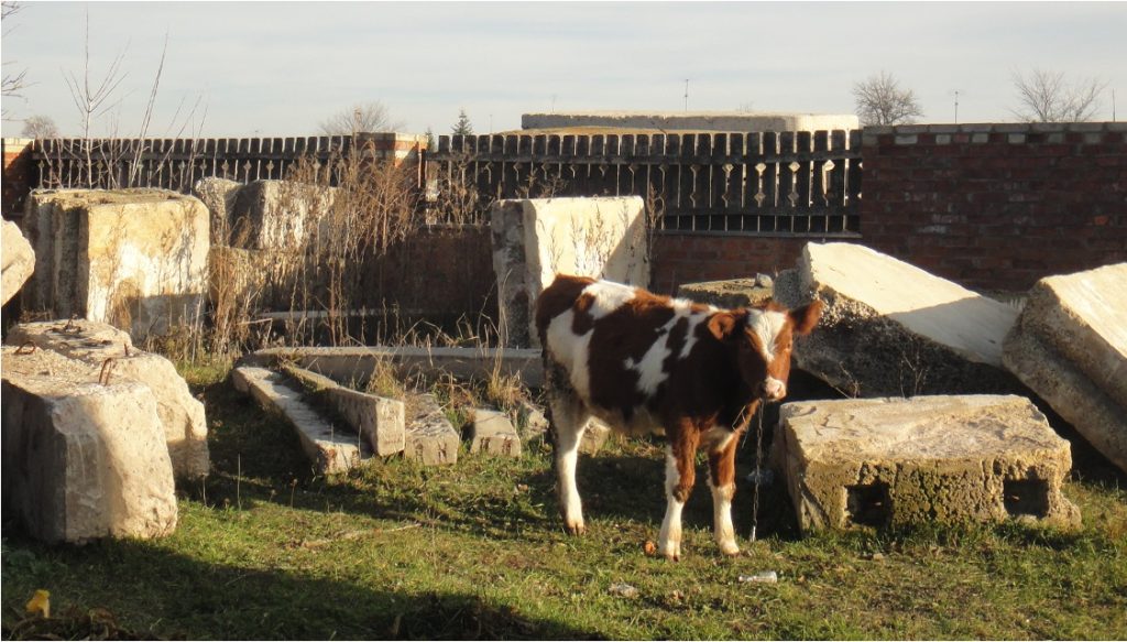 ukrain dairy farmer rescue dairynews7x7