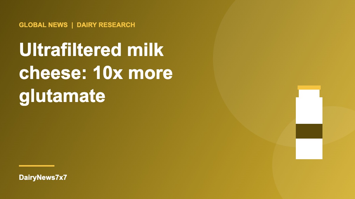 Ultrafiltered milk cheese study showing higher umami amino acids and changed aroma compared with conventional cheese